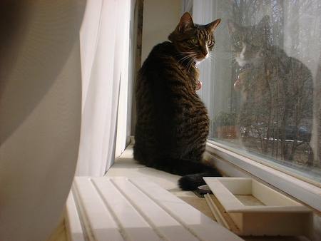 Reflections - pretty, reflection, window, cat