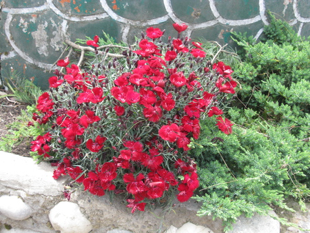 bunch of love - flowers, mountais, nature, red