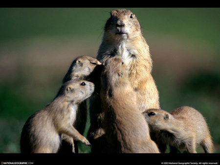 Animal family - family, animal, nature, mammal