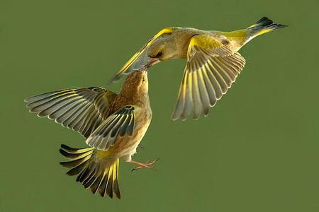 Love on the wing - pair, finches, yellow, mates, green, birds