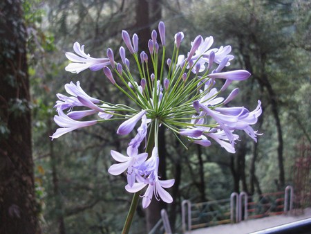 wild - flower, forest, wild, adventure