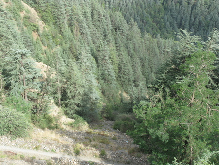 dry brook - dry, forest, nature, brook