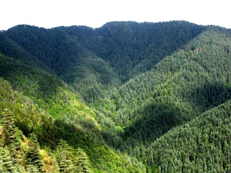 green mountains - lush, forest, mountains, green