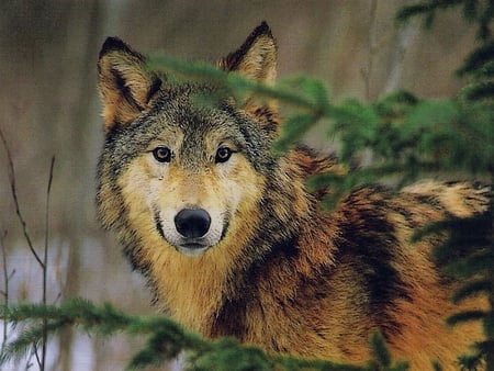 You Lookin At Me . . . . - wolf, nature, wildlife, wolves, lobo, trees, photography, brush