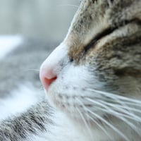 sleeping cat