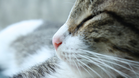 sleeping cat - sleeping, cat, pusa, cat sleeping, kitten