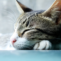 sleeping cat