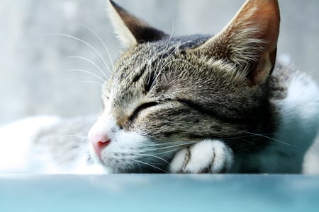 sleeping cat - pusa, tulog na pusa, kitten, sleeping cat, cats, sleeping, sleeping kitten, cat