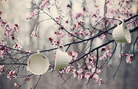 Cups - cups, decoration, blossom, beautiful, decor, spring, pink, spring flowers, nature, cup