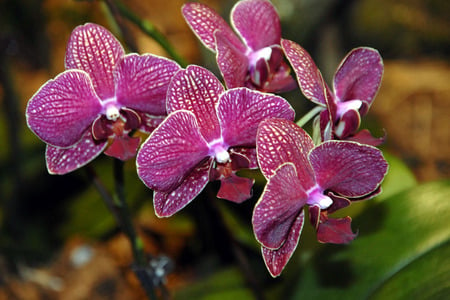 Purple orchid - flower, purple, beautiful, orchid, nature