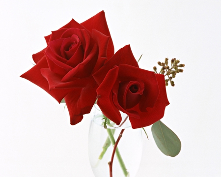 love roses - love, flowers, roses, red