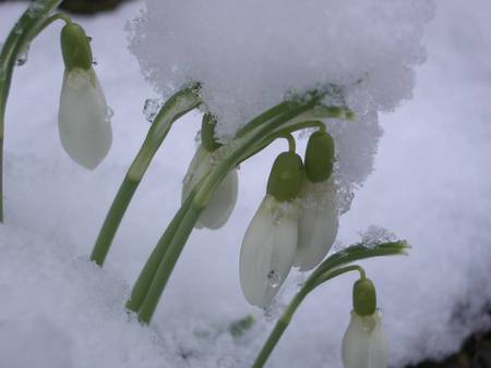 snowdrops - flowers, white, snow, snowdrops, spring