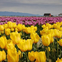 Tulips-and-Mountains