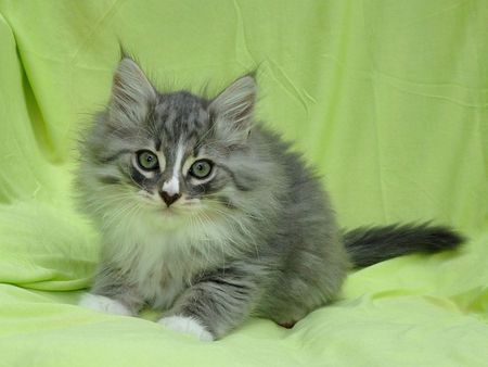 kitten - portrait, cute, kitten, green