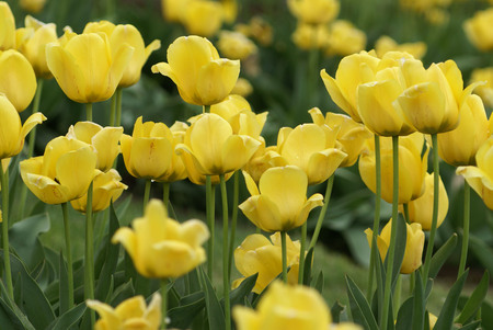 yellow_tulips - nature, tulips, tulip, flowers, flower