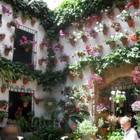 Cordoba flowers