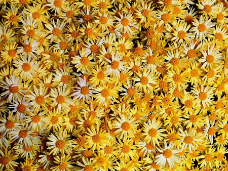 sea-of-daisies - nature, yellow, flowers, colors, daisies, flower