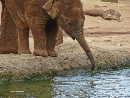 coolin off - animal, water, cute, baby, wild, elephant, nature