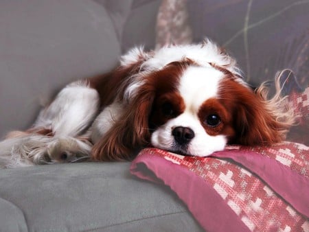 waiting to play - animal, cute, dog, puppy, spaniel