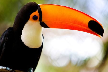 For You my friend SweetSouthernComfort - bird, birds, nature, colors, brazilian, toucan, animals