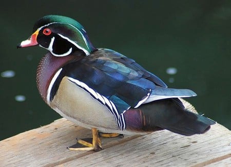 Beautiful Duck - beautiful, colors, duck, picture