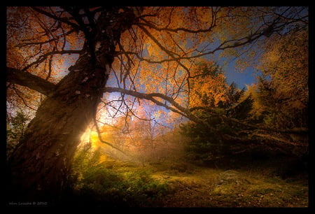 Last light - branches, autumn, trees, evening, setting sun, leaves, color