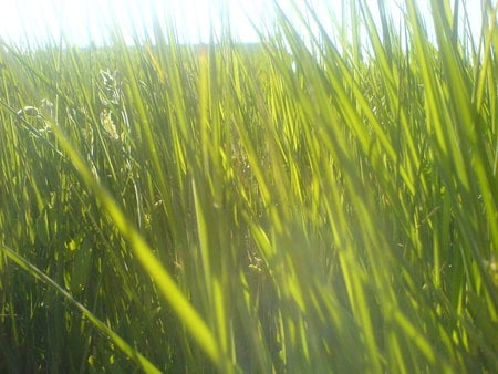 Grass - grass, nature, hungary, sun