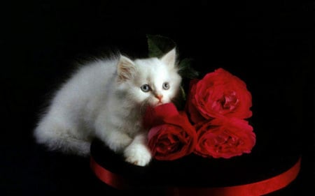 White kitten with roses - valentines, kitten, rose, love, flower, cat