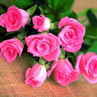 Pink roses bouquet