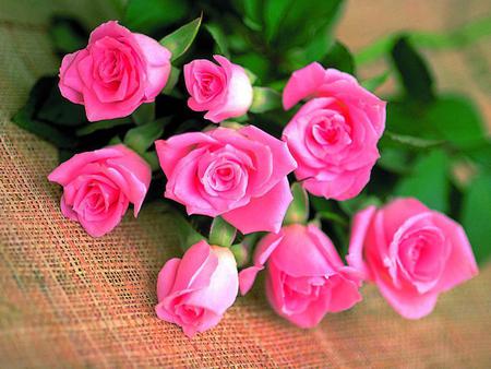 Pink roses bouquet - love, valentines, pink, bouquet, rose, flower