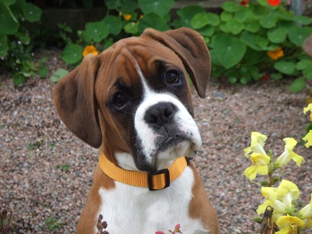 Boxer Eyes - flowers, sad dogs, boxer dog, nature, dogs, gardens, cute dogs