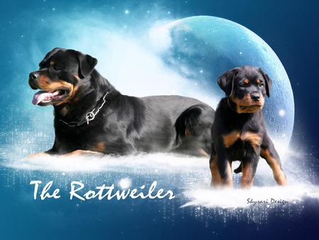 The Furious Canine - moon, nature, dogs, rottweilers, stars, sky, animals