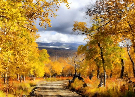 October road - road, gold, orange, yellow, trees, colors, autumn