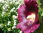 Hollyhock In The Morning