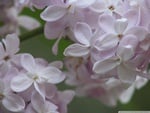 lilac_flowers