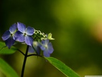 fresh flowers