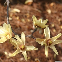 Magnolia flowers