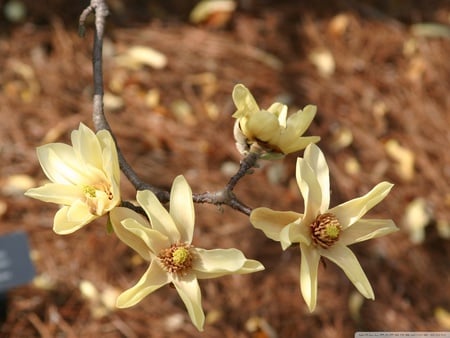 Magnolia flowers - flowers, yellow, nature, magnolia