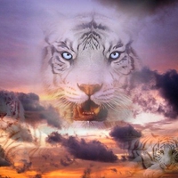 white tiger