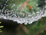 gossamer and dew