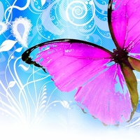 Pink Butterfly