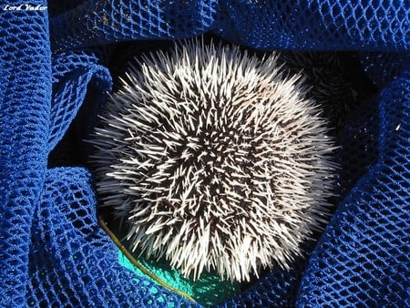 hedgehog - hedgehog