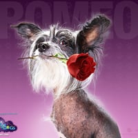 Hotel for dogs - Romeo