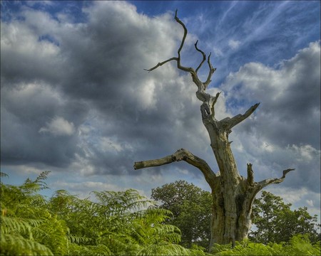 Tree - sky, tree, nature