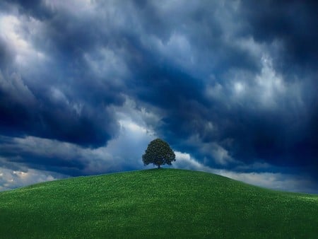 Tree - landscape, nature, tree, sky