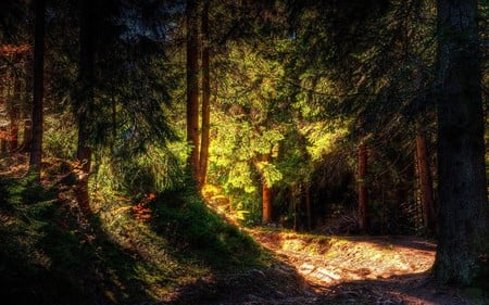 Forest - nature, forests, trees, light