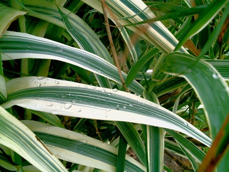 bamboo - water, drops, plants, droplets, bamboo, plant