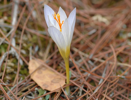 white crocus  - white-crocus