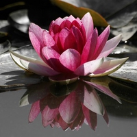 water lily 