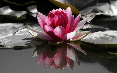 water lily  - water-lily-